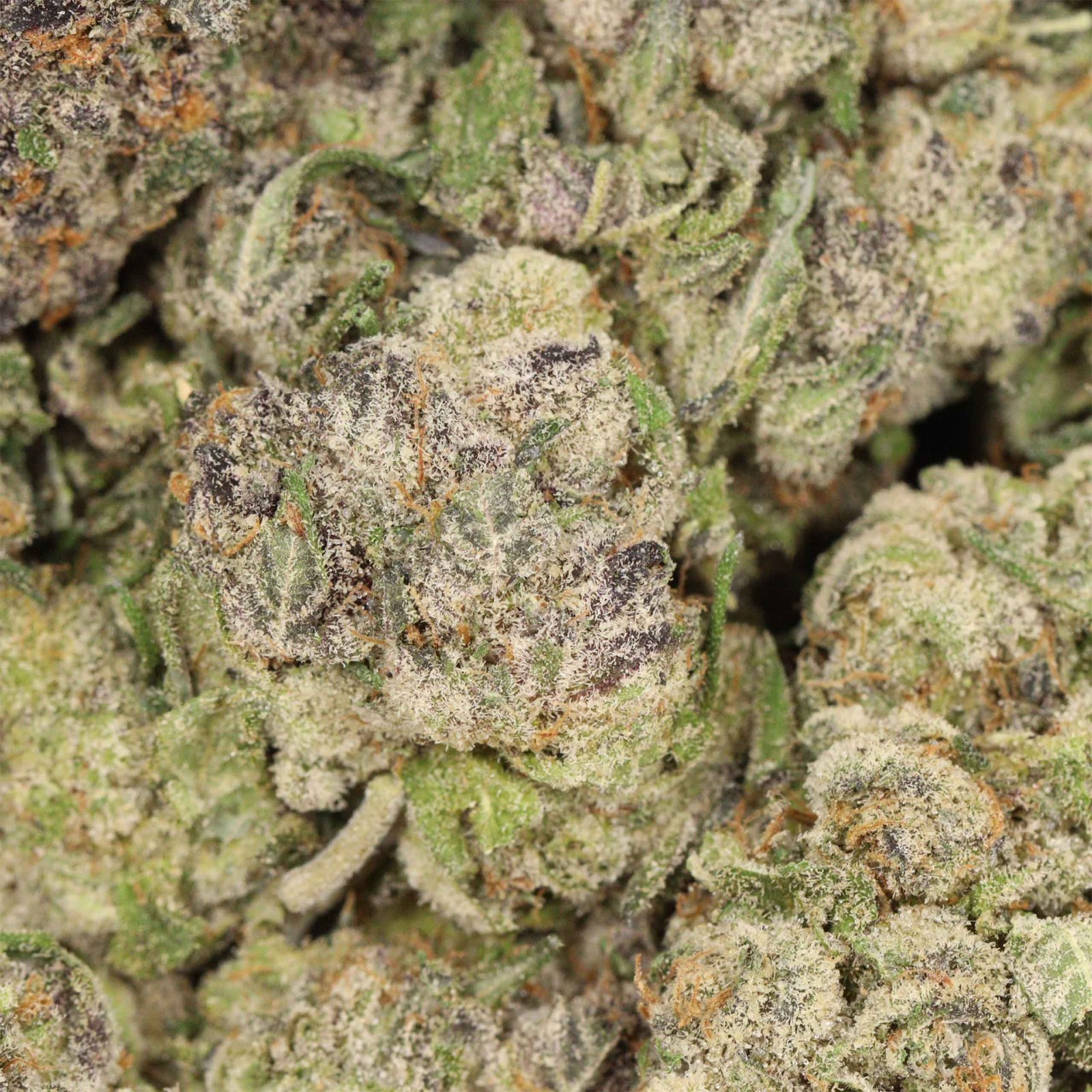 Ayahuasca Purple - Image 3