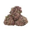 Black Cherry Soda Strain