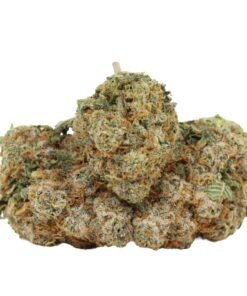 Blueberry AK Hybrid