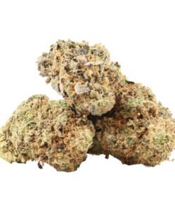 Black Tuna Strain