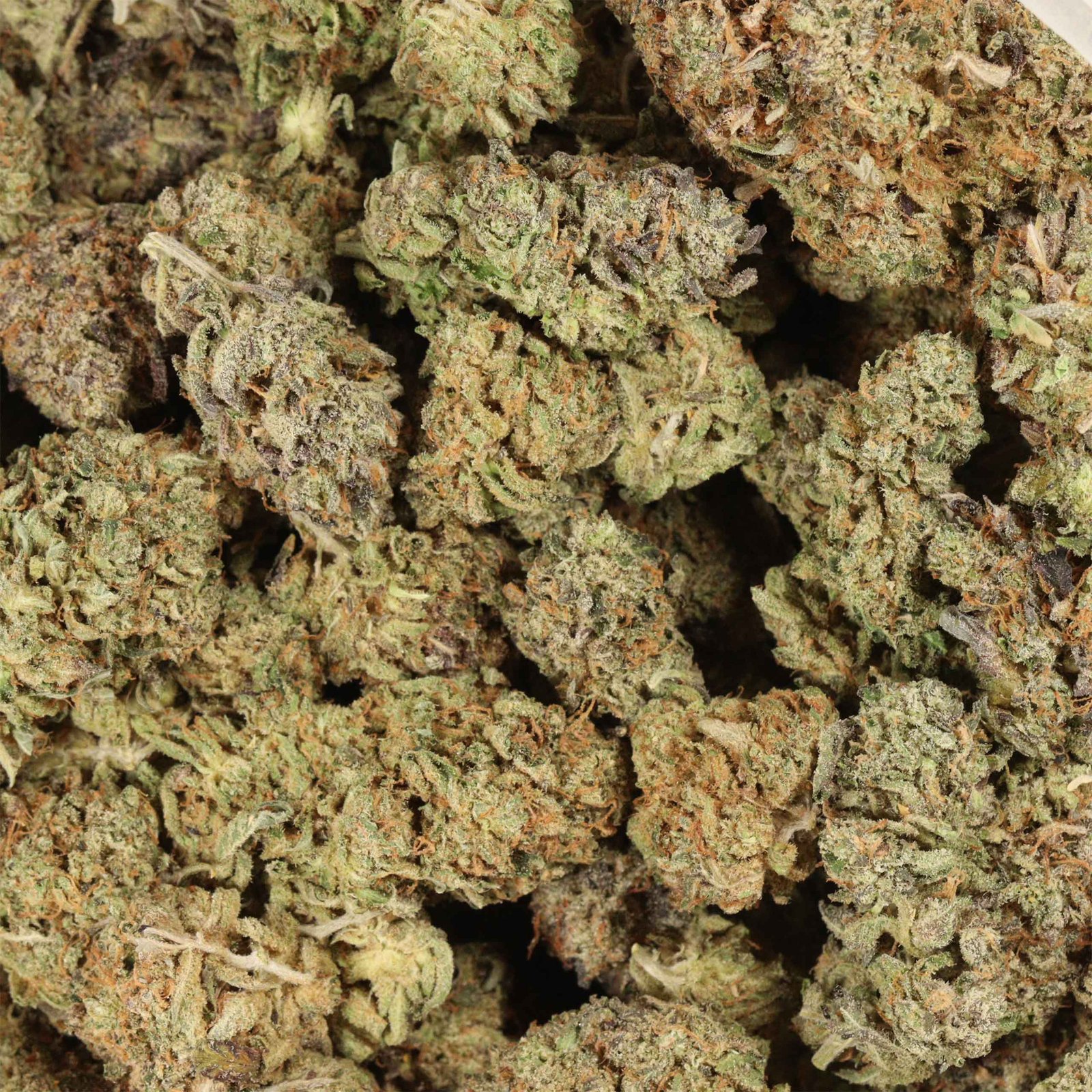 Black Tuna Strain - Image 3