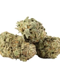 Blue King Strain